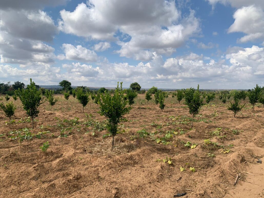 fruit trees in a dry field