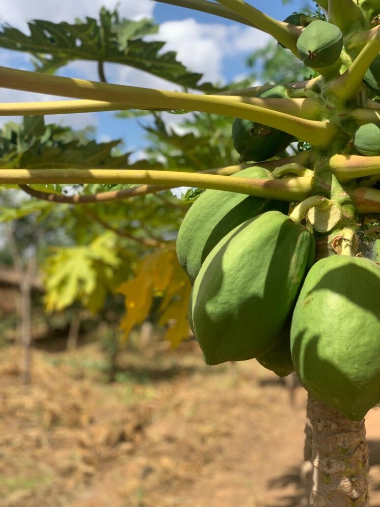 fruiting trees. close up shot of growing fruit