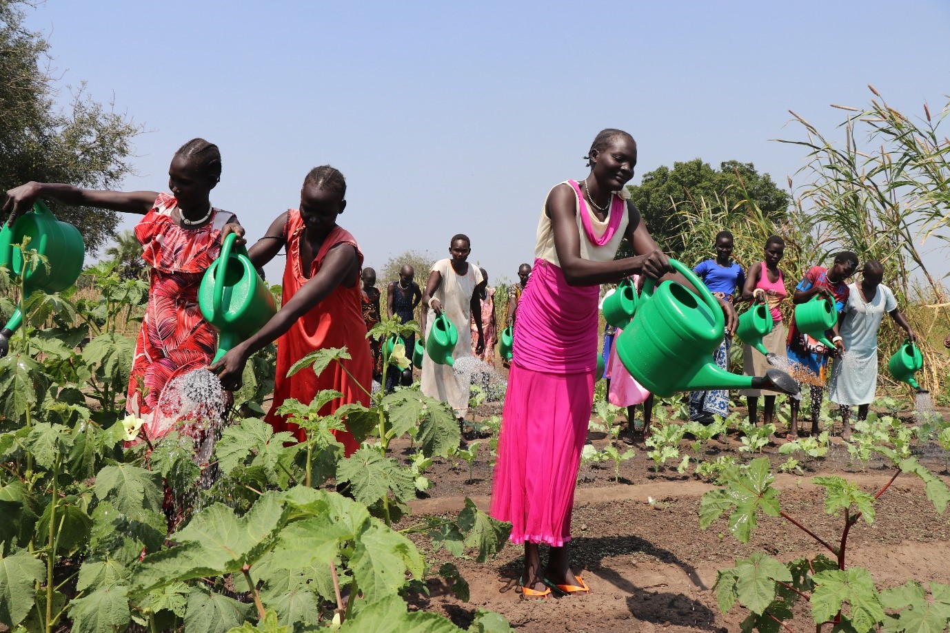 women water crops in a field. they wear brightly coloured dresses.