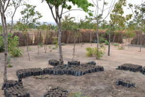 picture shows a plant nursery of saplings