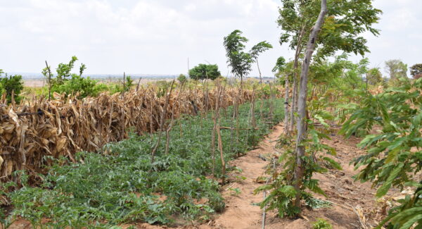 pumpkin crops and agroforestry in Kasungu, Malawi.