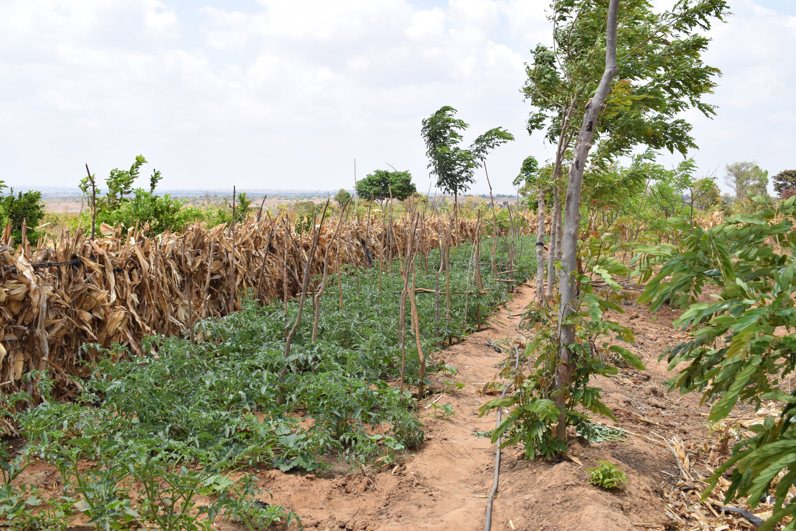 pumpkin crops and agroforestry in Kasungu, Malawi.