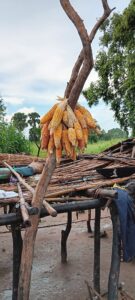 corn/maize produced in MAJIS farmer plot